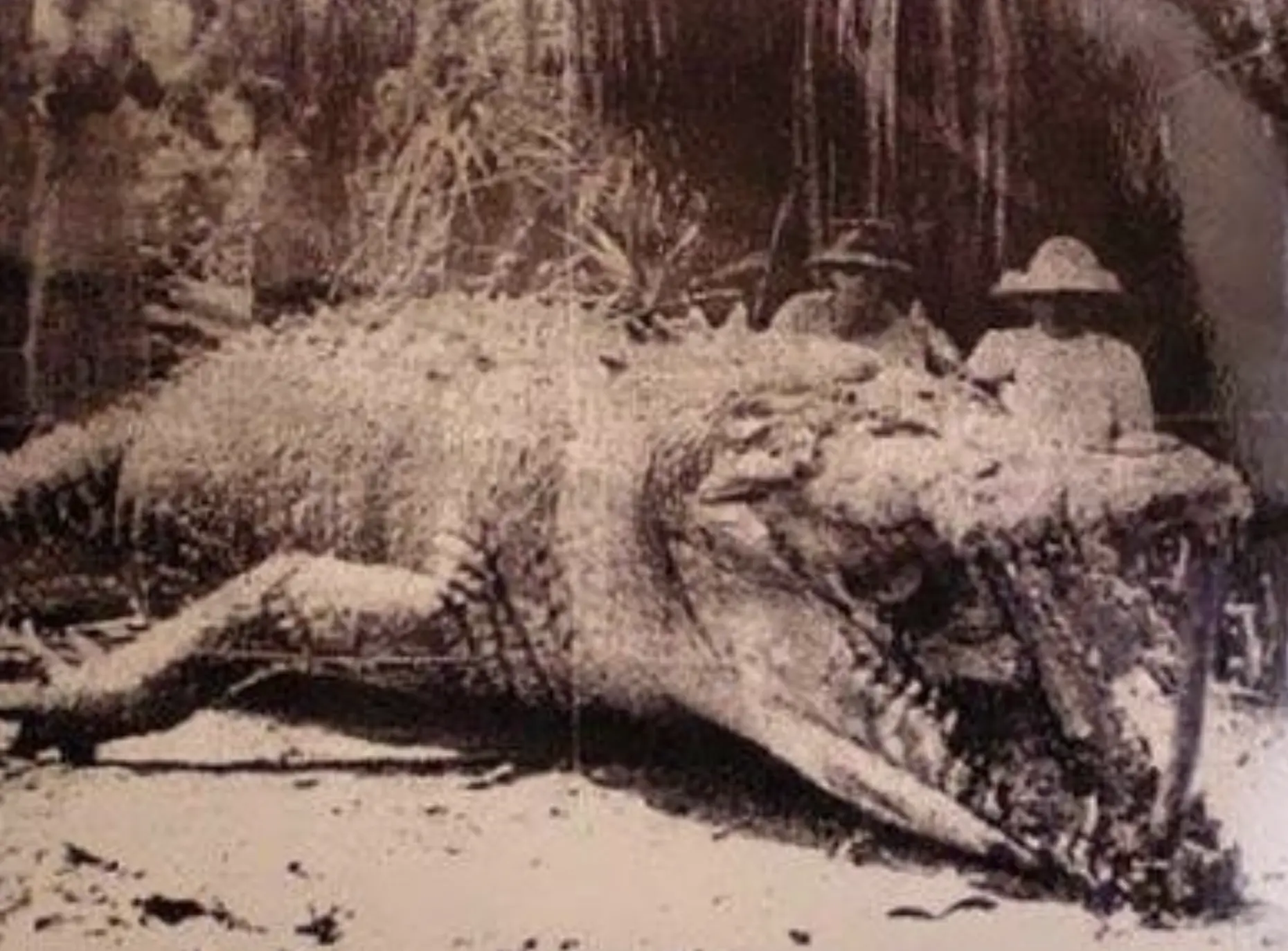 largest crocodile
